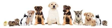 Homeopathie-voor-dieren-animales